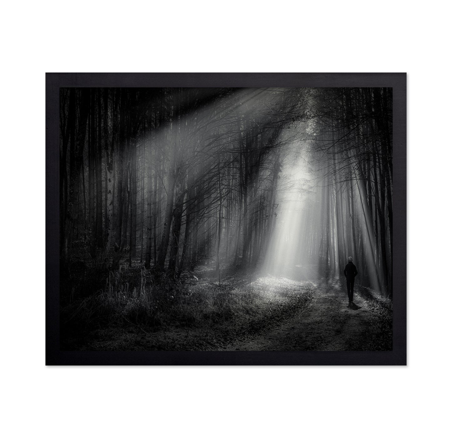 Light Path Forest