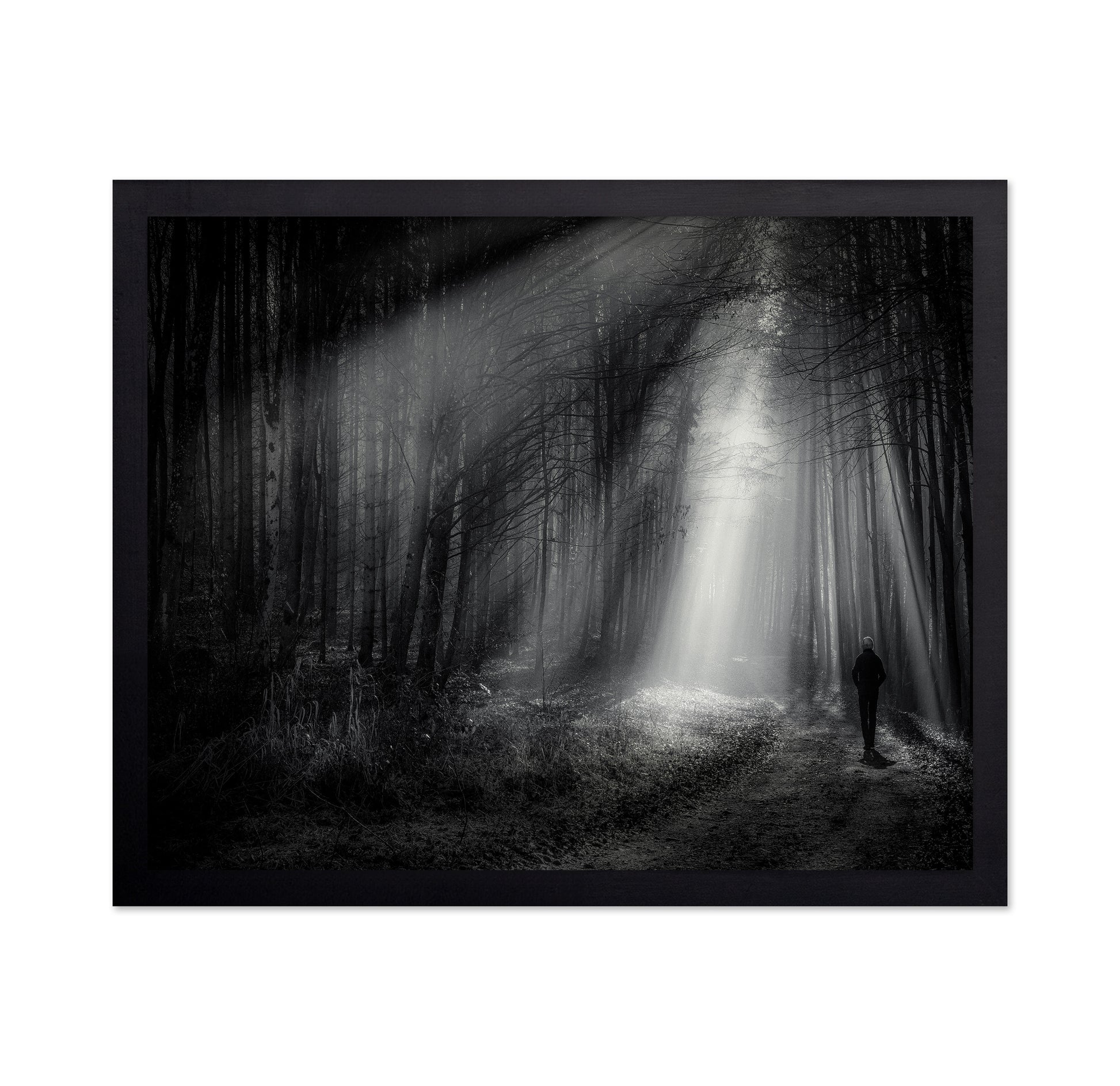 Light Path Forest
