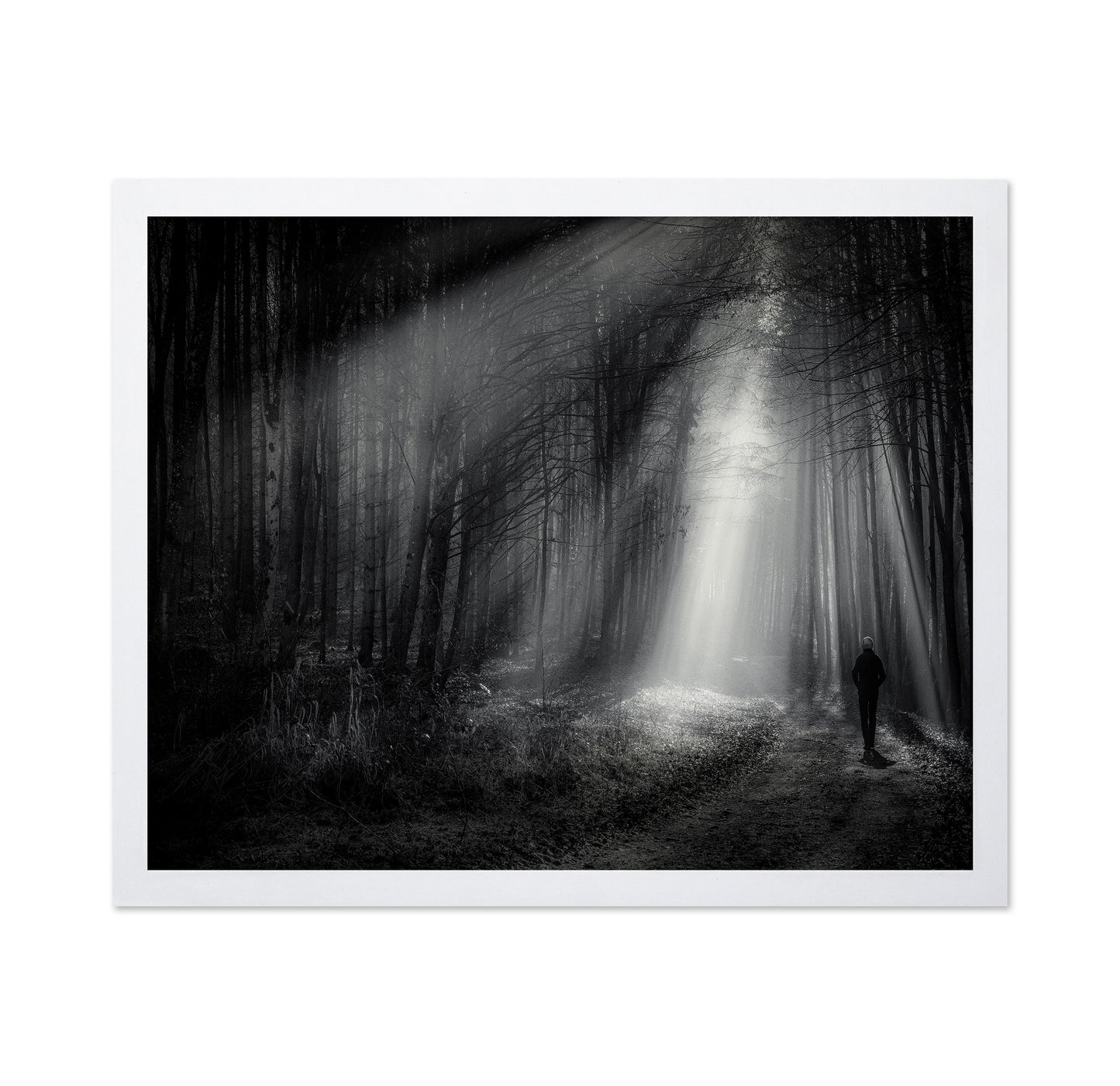 Light Path Forest