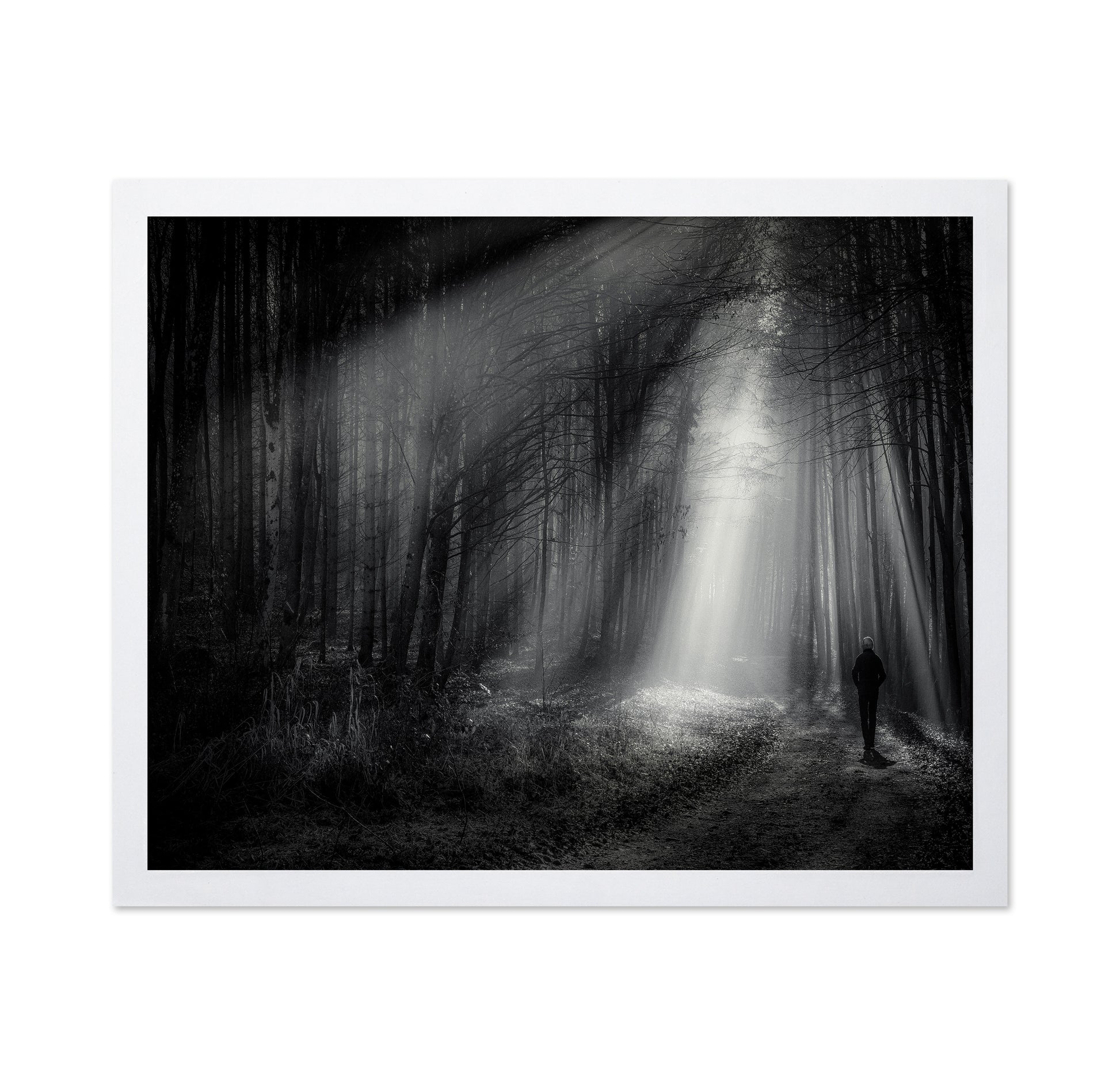 Light Path Forest