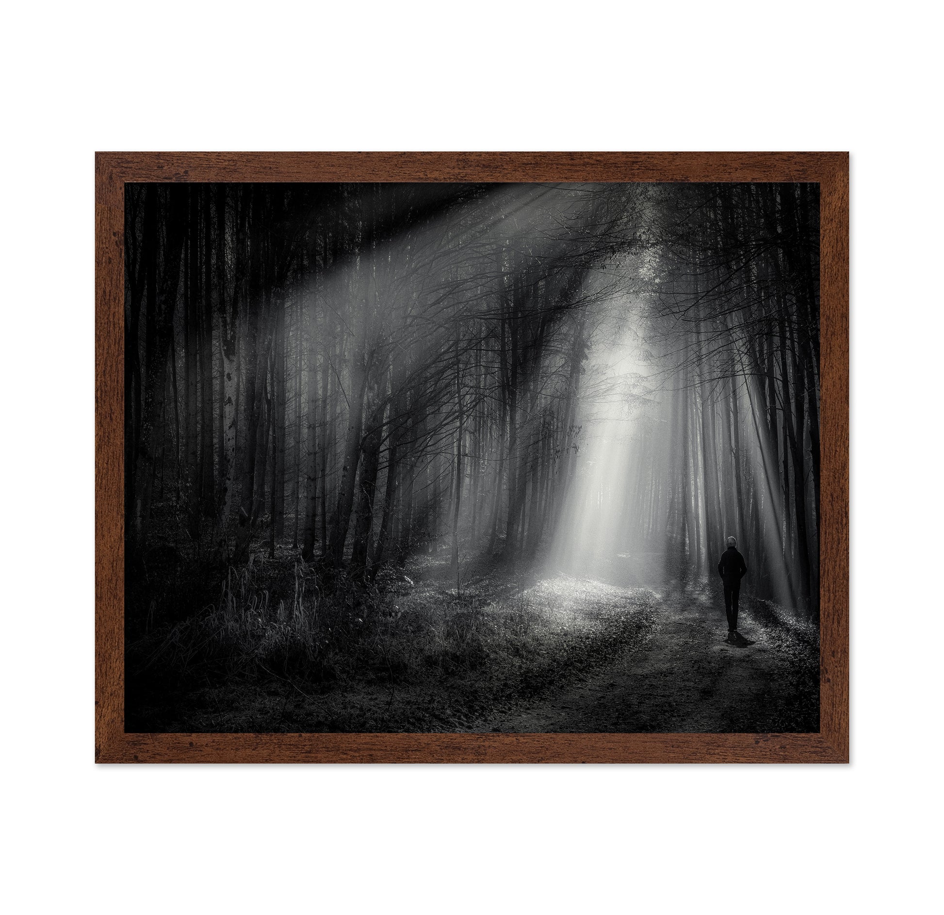 Light Path Forest
