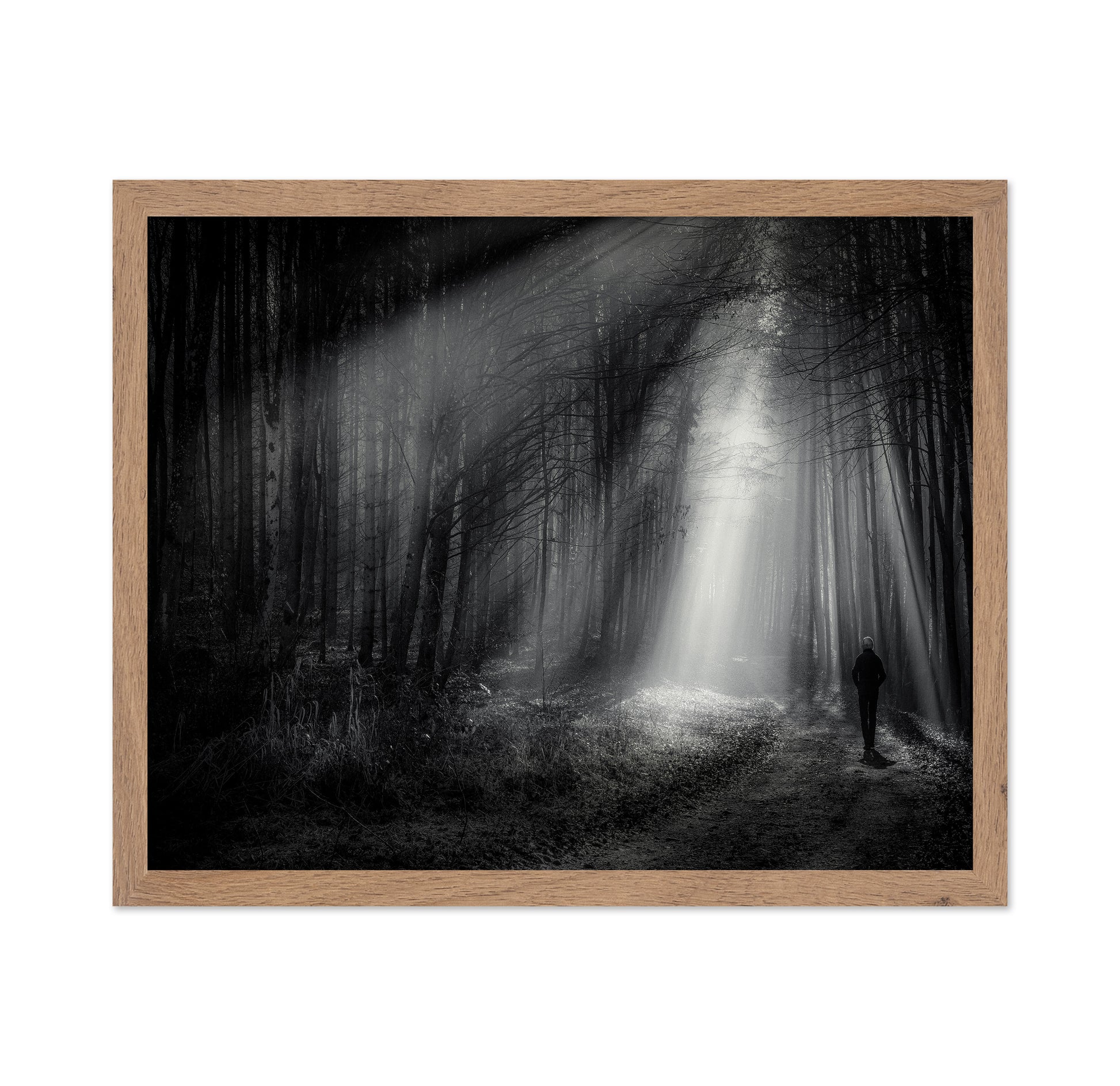 Light Path Forest