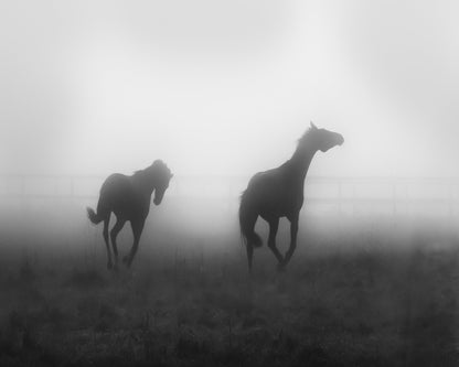 Misty Horses Run