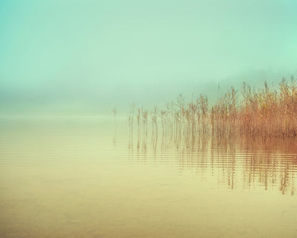 Soft Lake Reeds