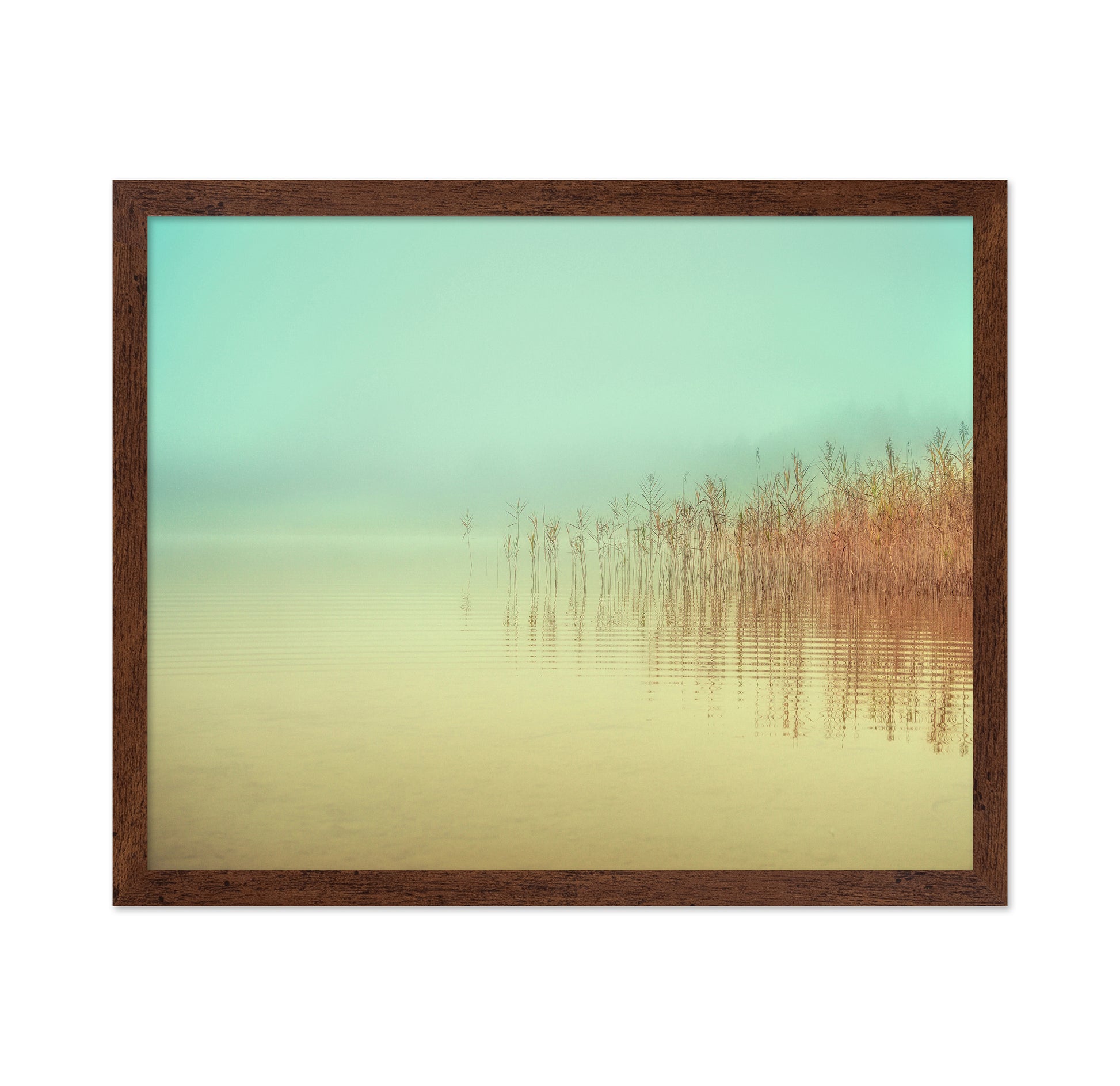 Soft Lake Reeds