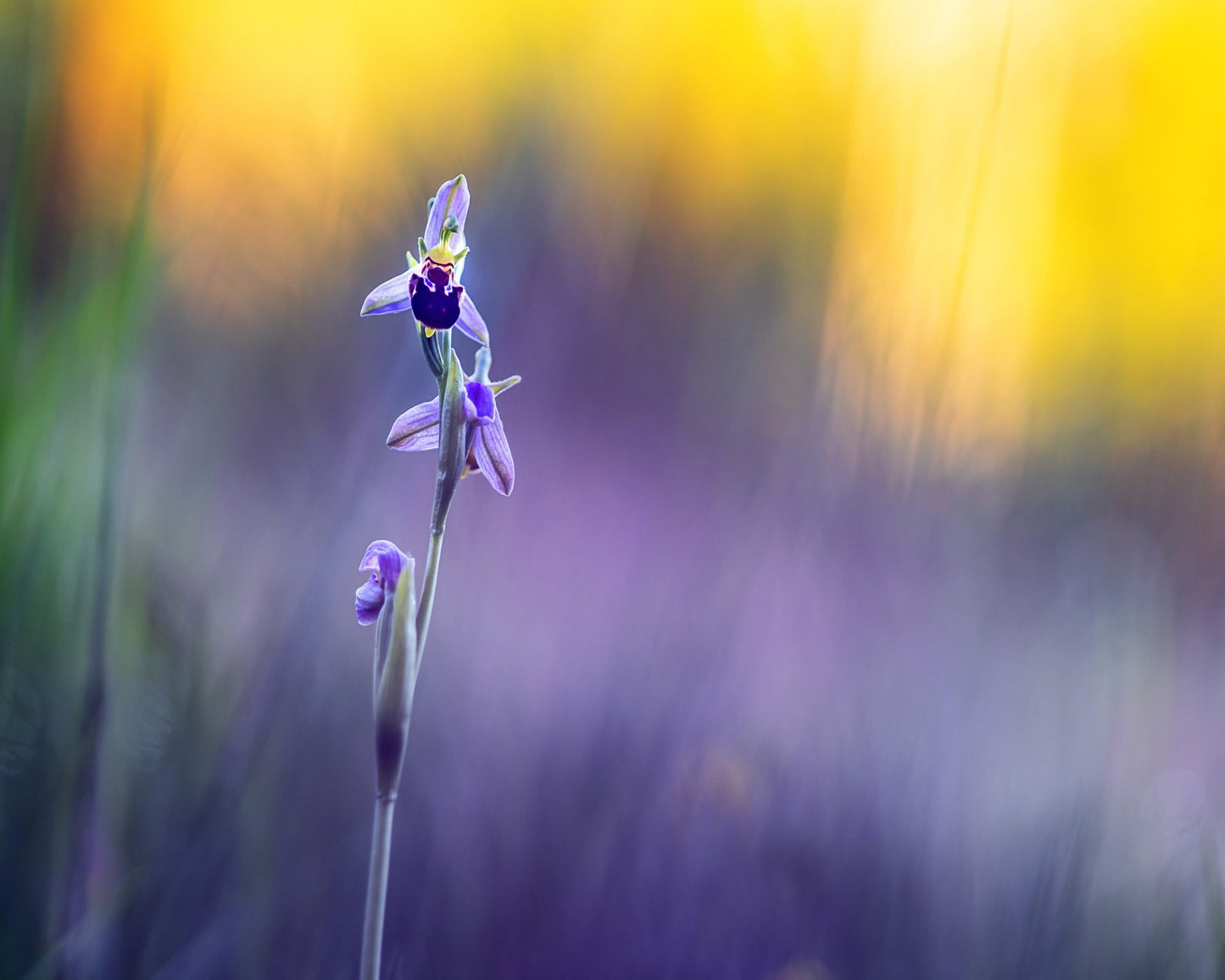 Purple Orchid Bloom