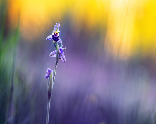 Purple Orchid Bloom