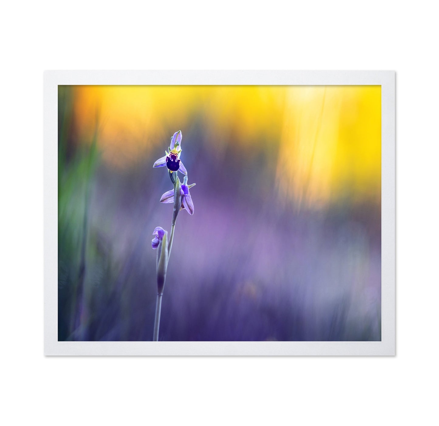 Purple Orchid Bloom