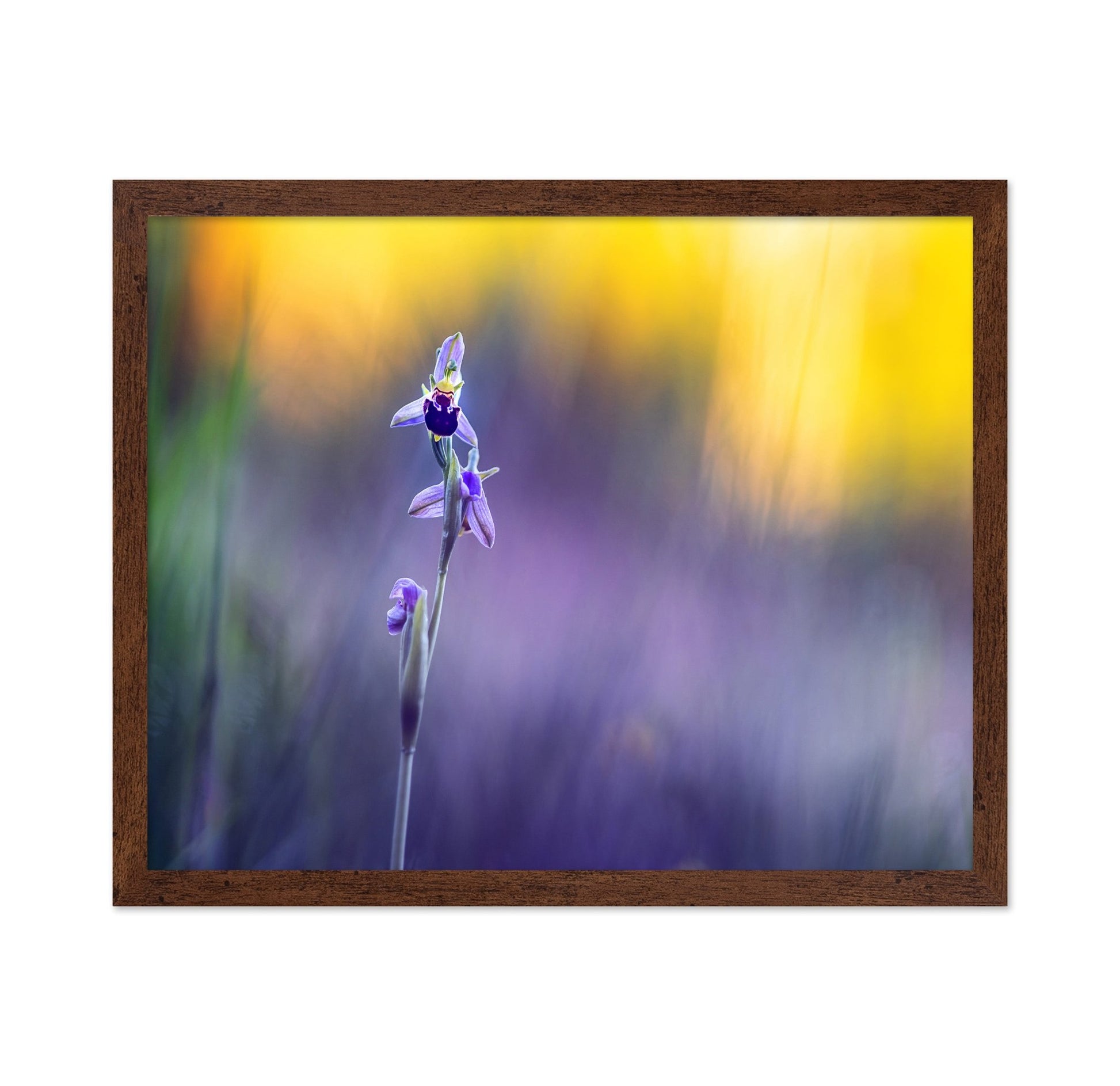 Purple Orchid Bloom