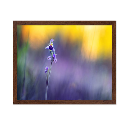Purple Orchid Bloom
