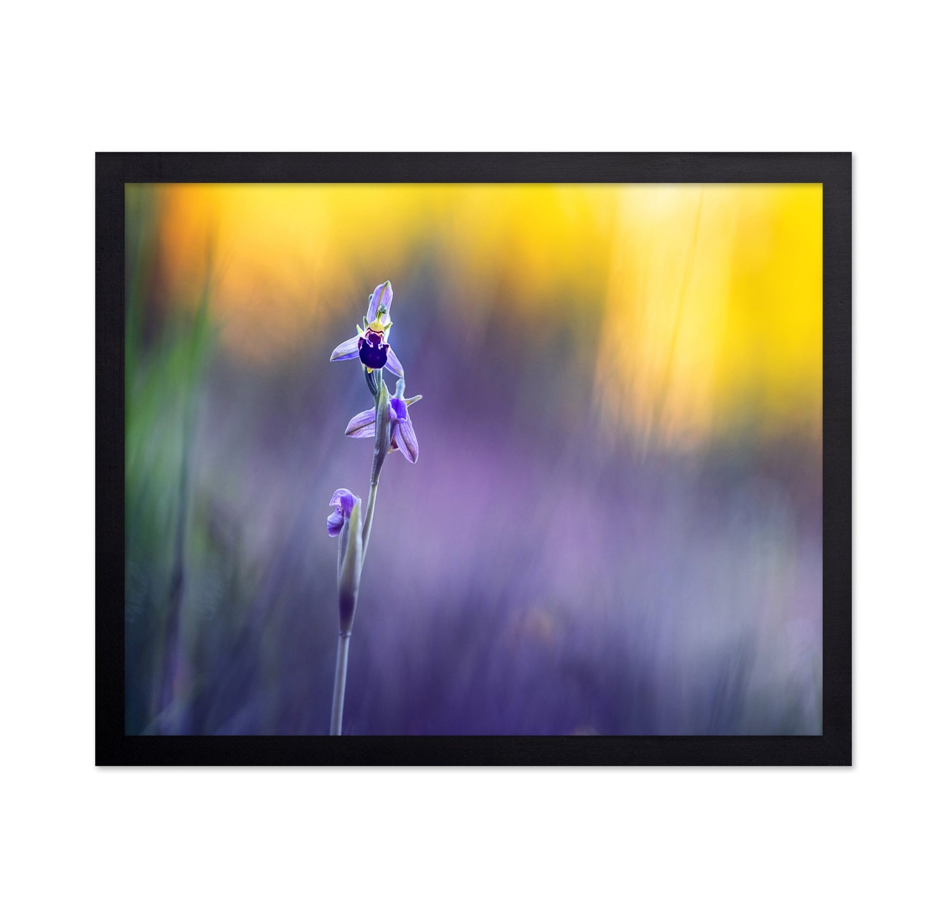 Purple Orchid Bloom