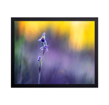 Purple Orchid Bloom