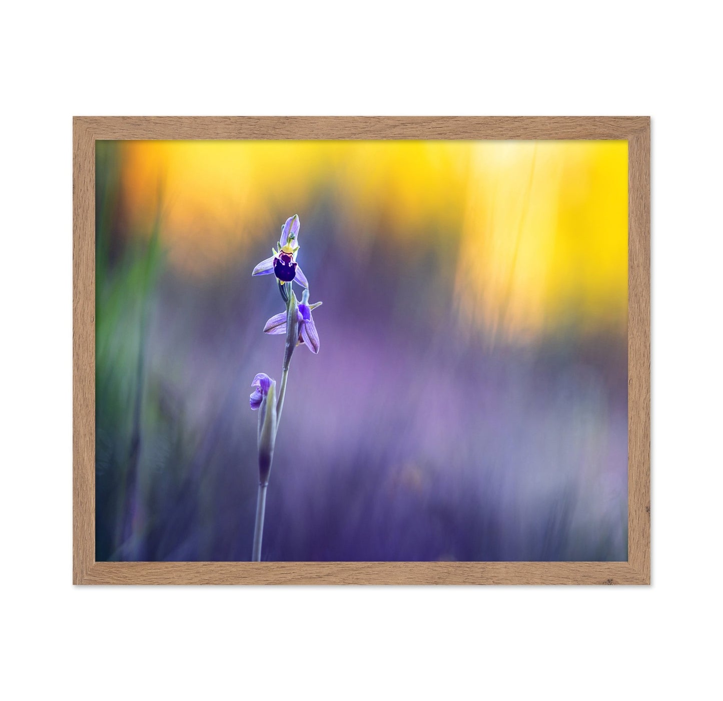 Purple Orchid Bloom