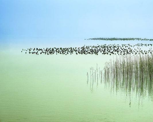 Minimal Lake Reeds