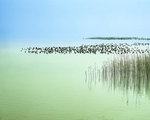 Minimal Lake Reeds
