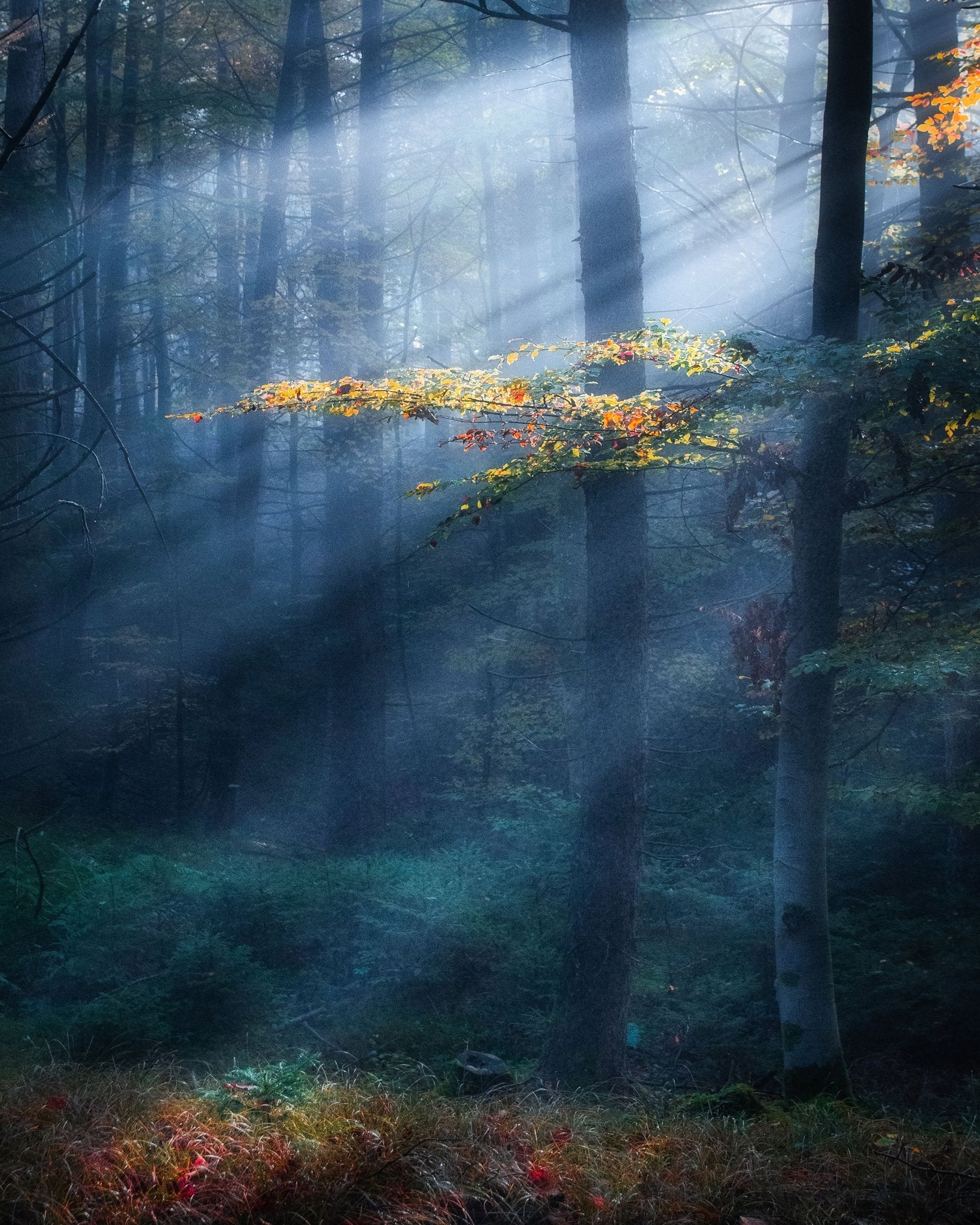Sun Rays Forest No1