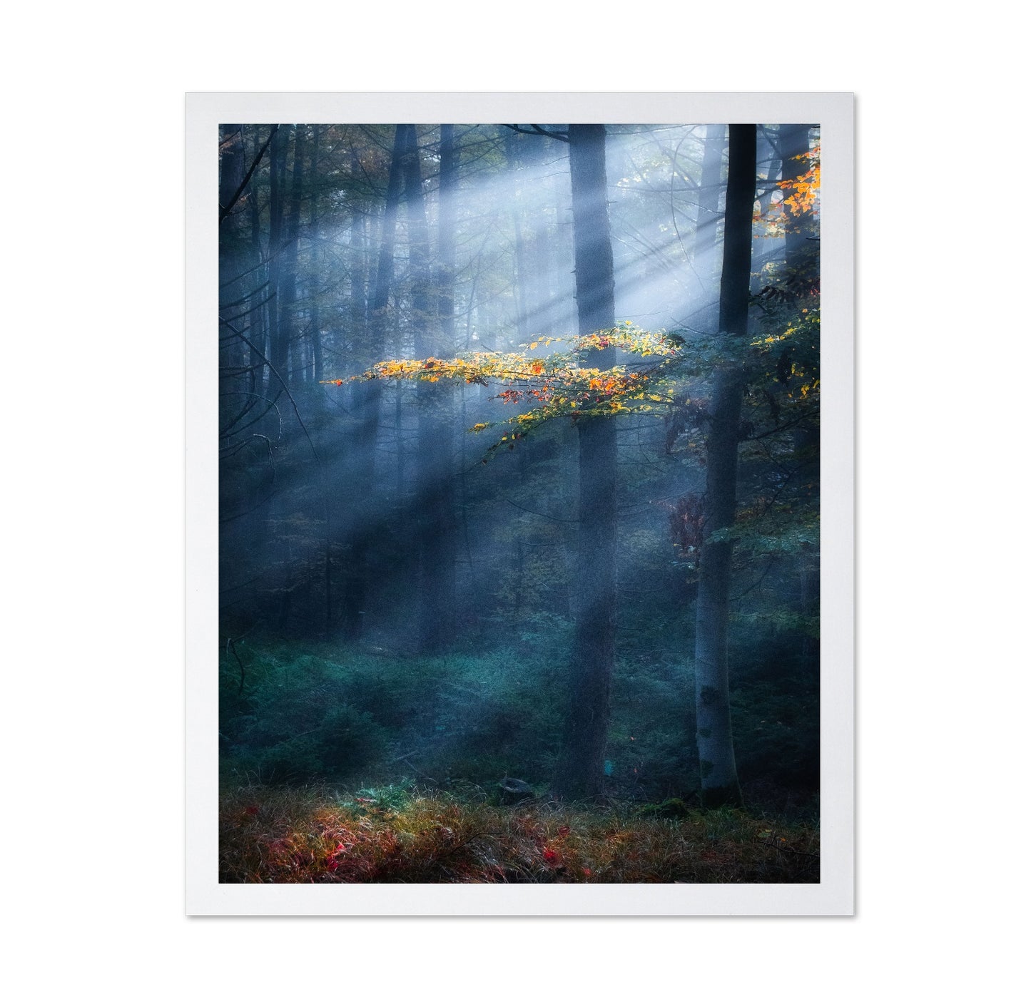 Sun Rays Forest No1
