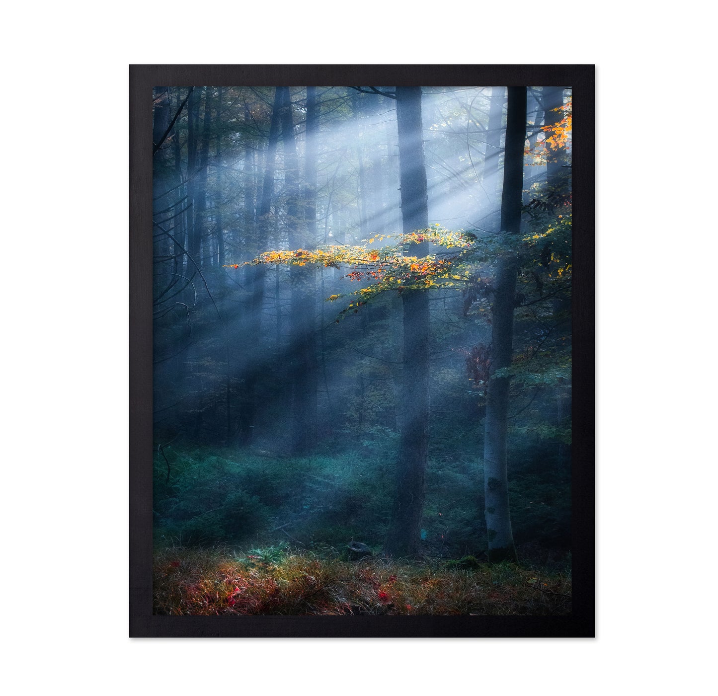 Sun Rays Forest No1