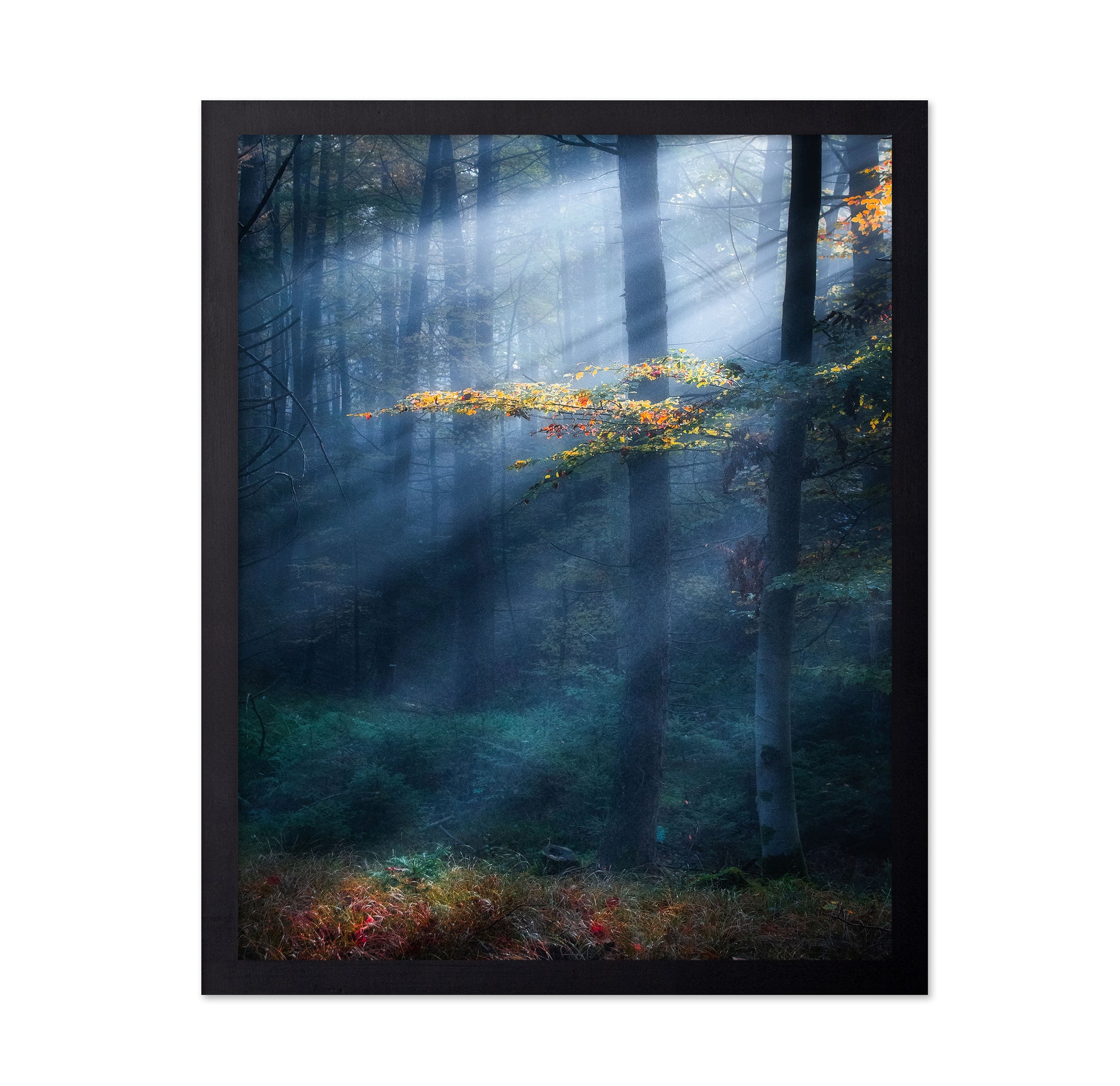 Sun Rays Forest No1