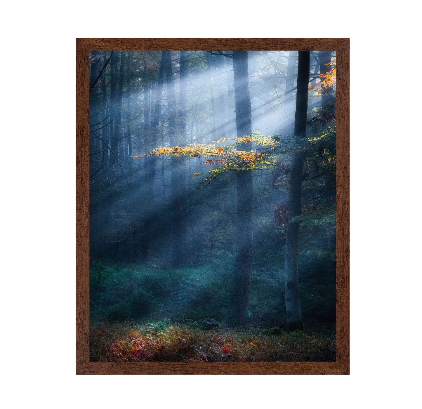 Sun Rays Forest No1