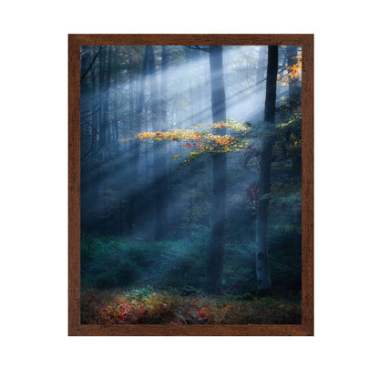 Sun Rays Forest No1