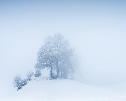 Snowy Fog Trees