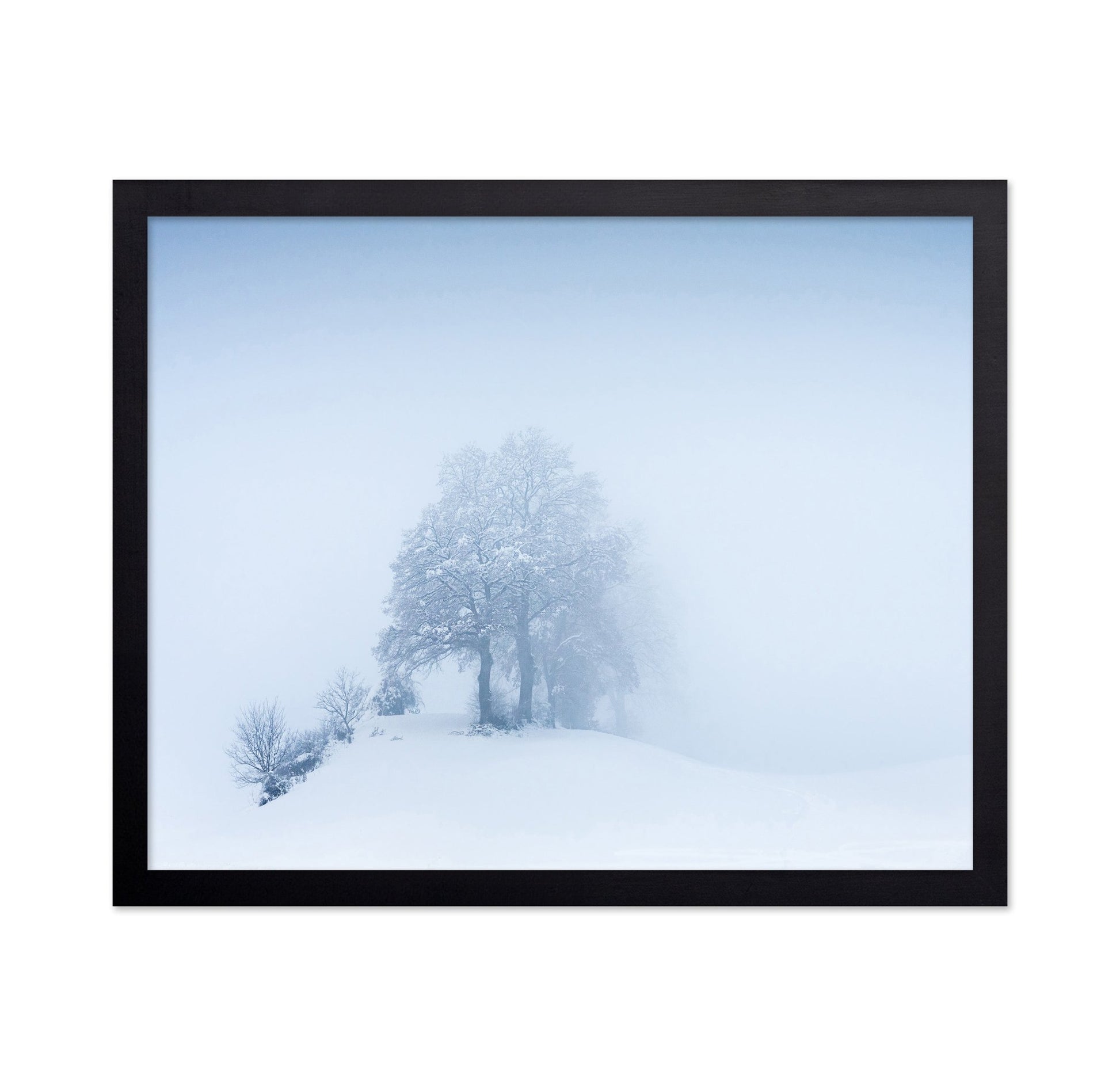 Snowy Fog Trees