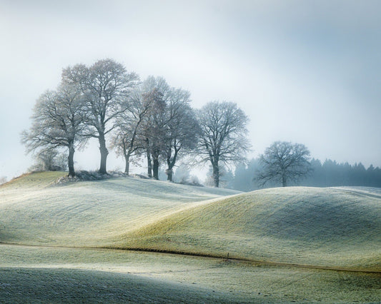 Frosted Hill Trees