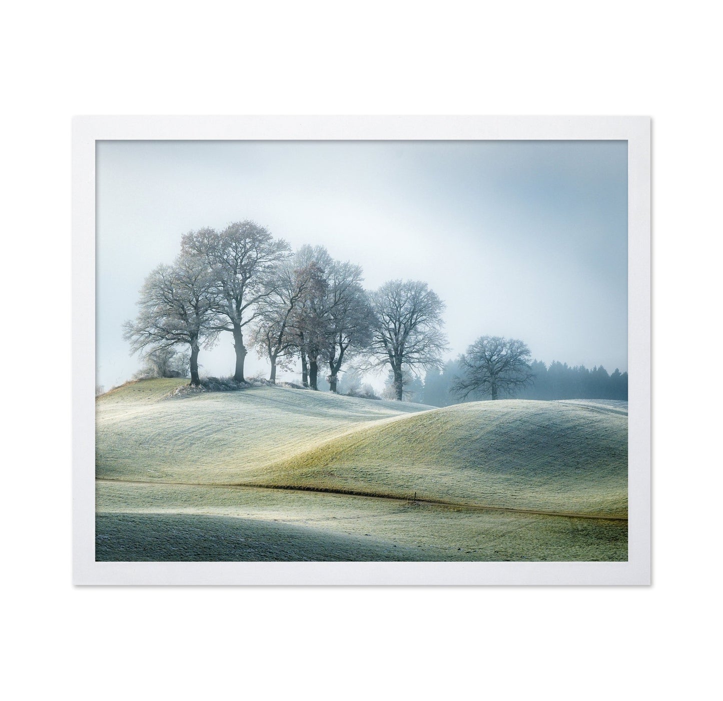 Frosted Hill Trees