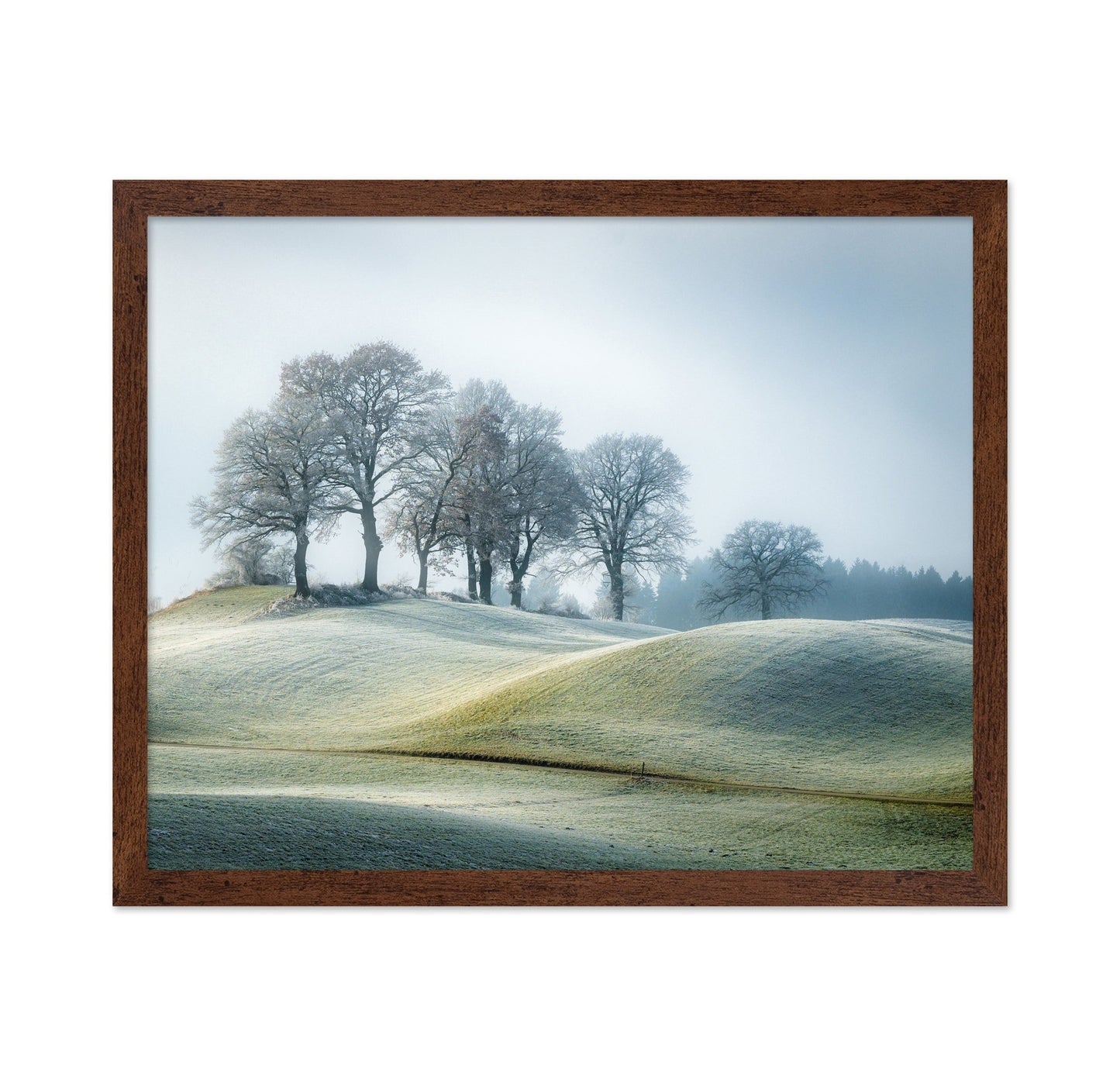 Frosted Hill Trees