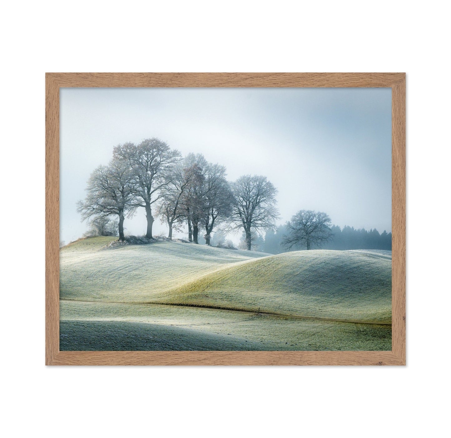 Frosted Hill Trees