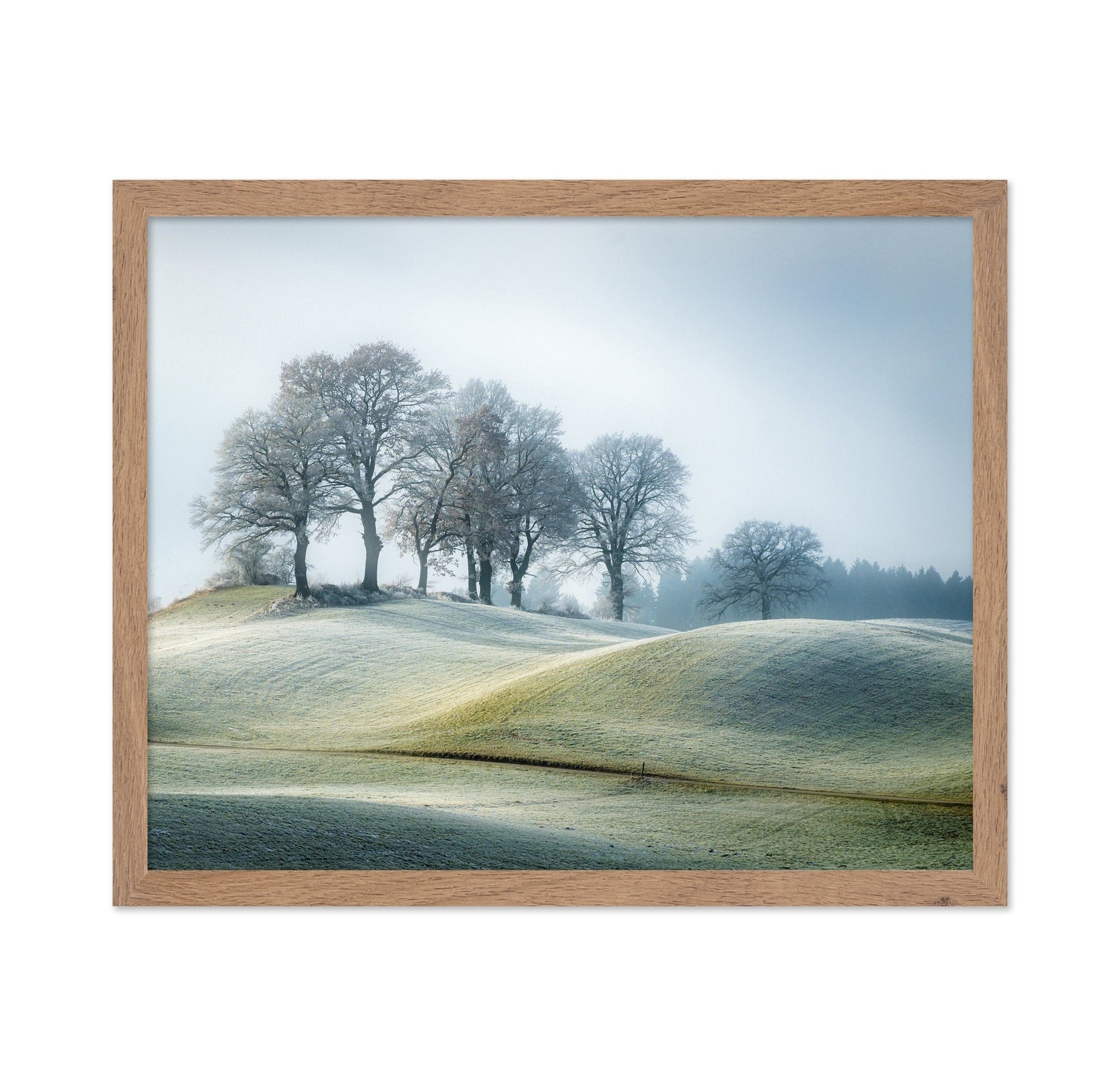 Frosted Hill Trees