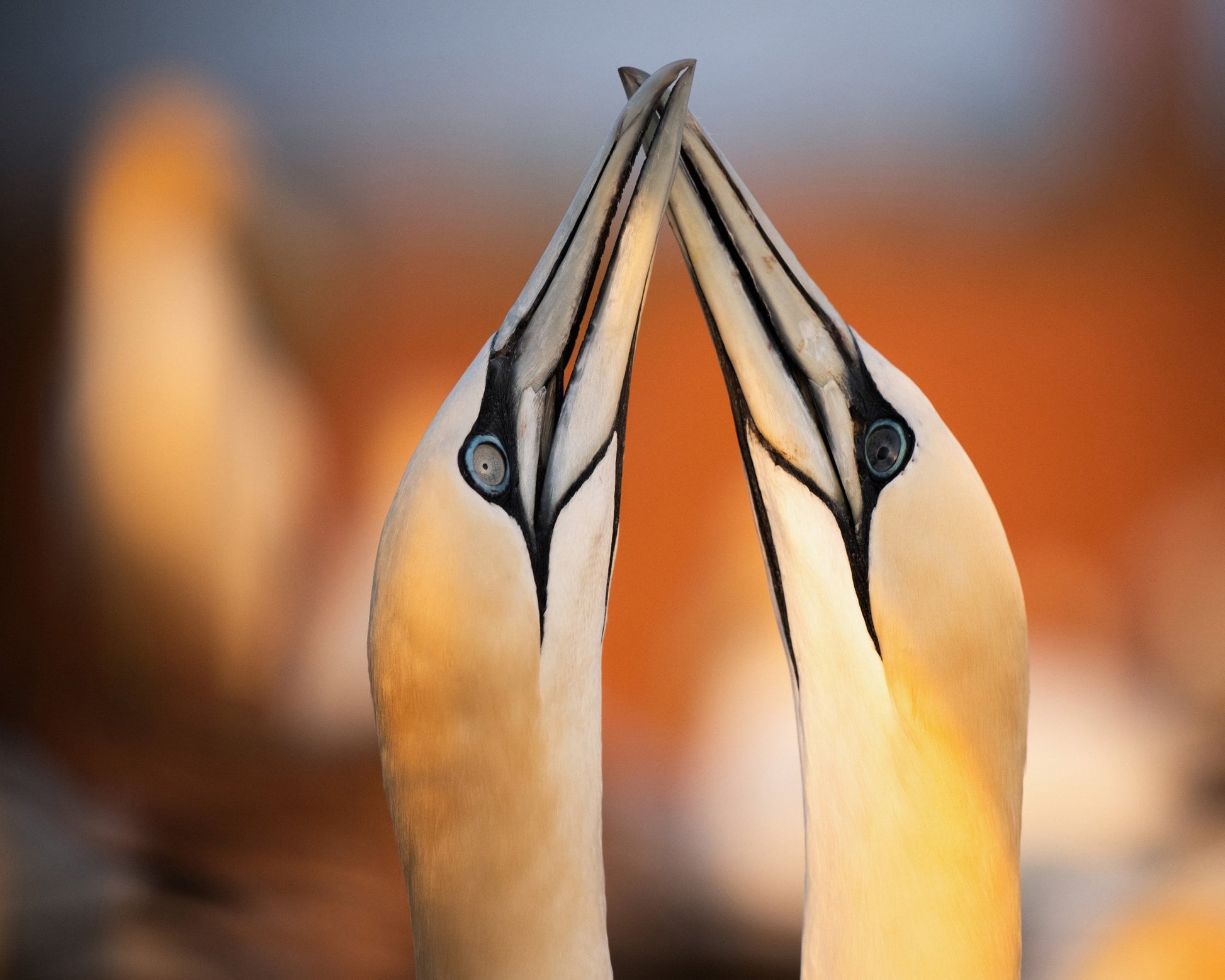 Golden Beak Pair
