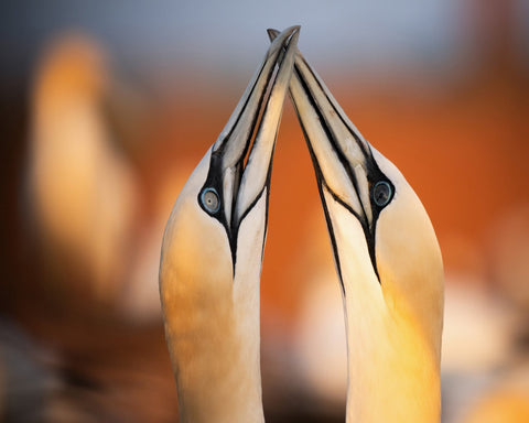Golden Beak Pair