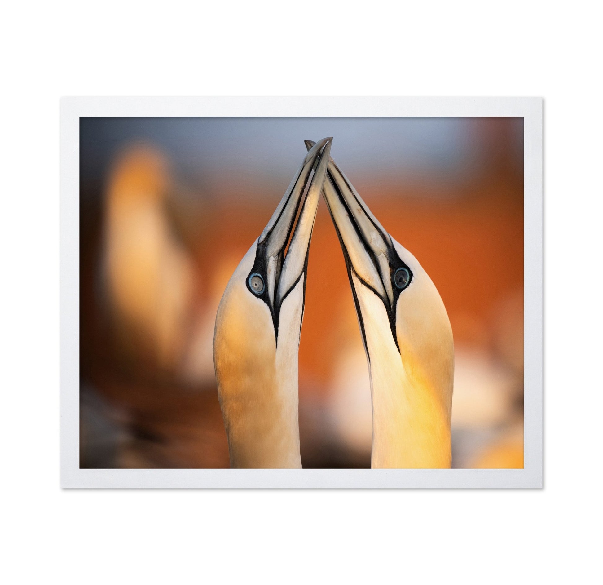 Golden Beak Pair