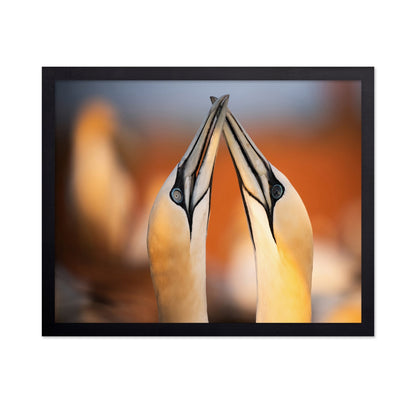 Golden Beak Pair