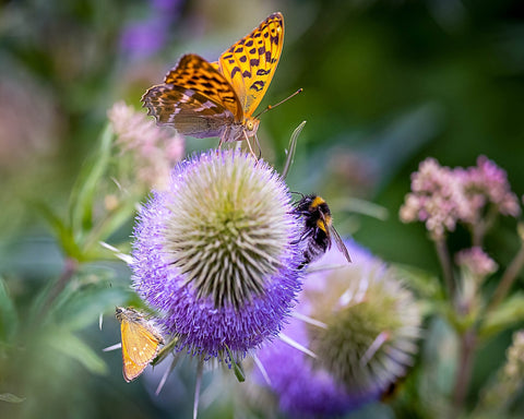 Butterfly Bee Bloom