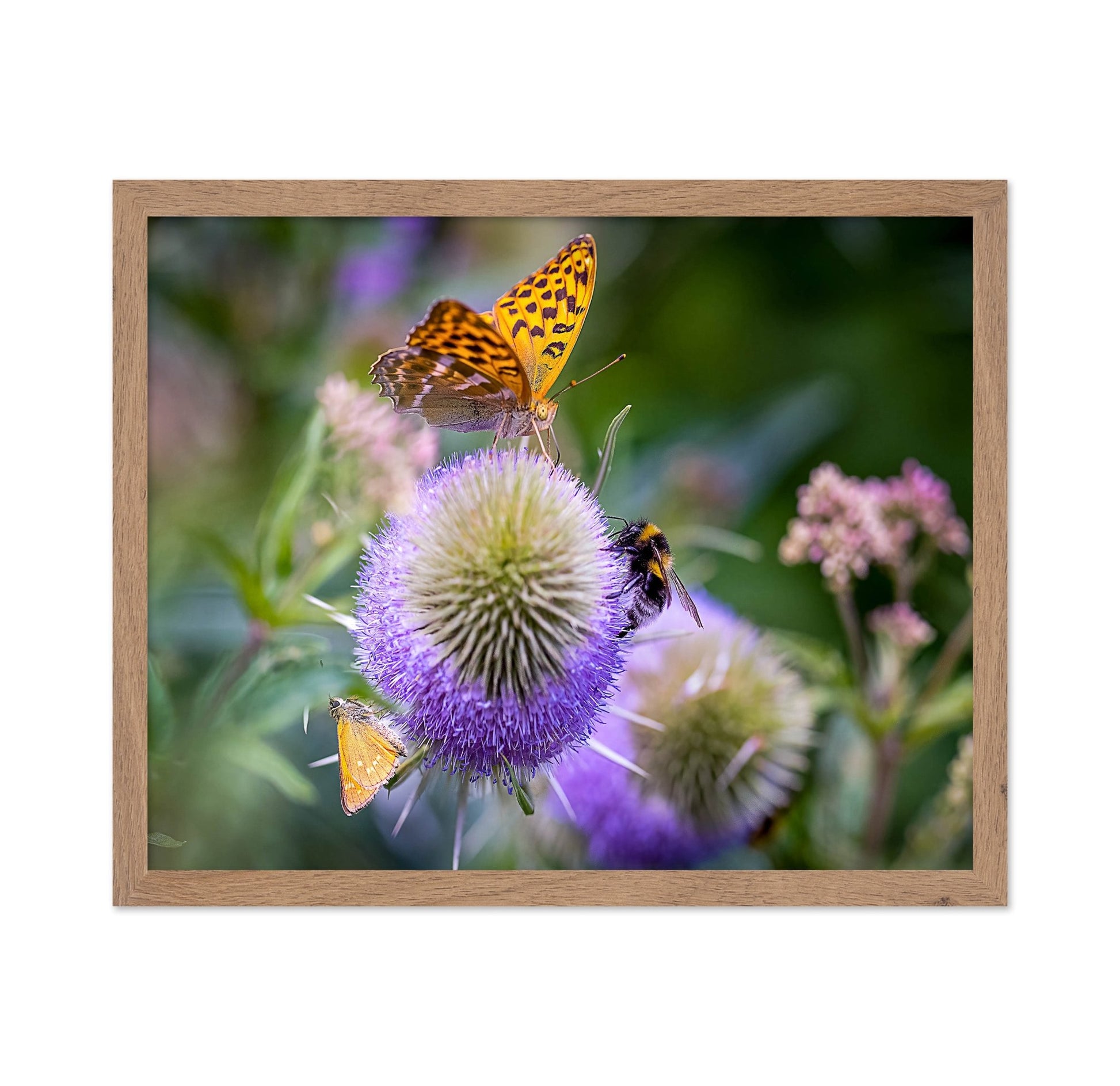 Butterfly Bee Bloom