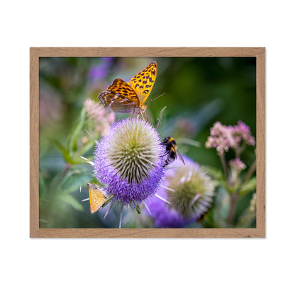 Butterfly Bee Bloom