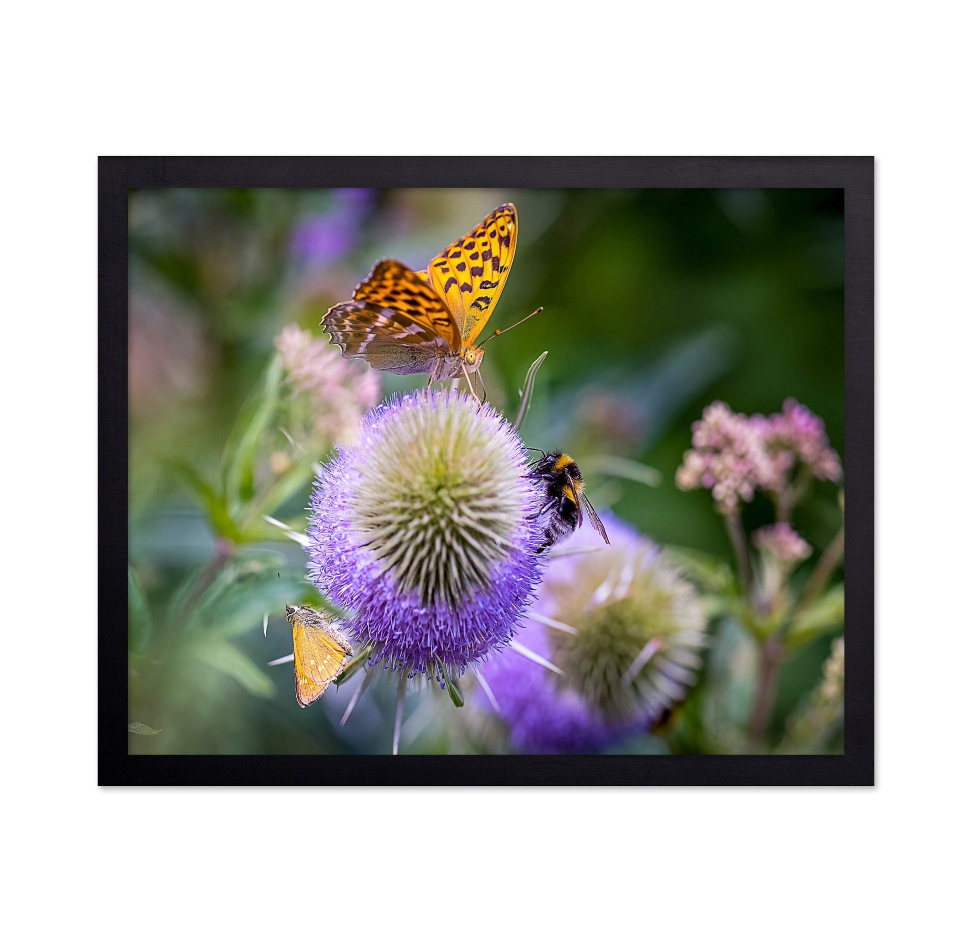 Butterfly Bee Bloom