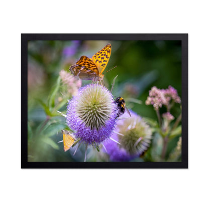 Butterfly Bee Bloom