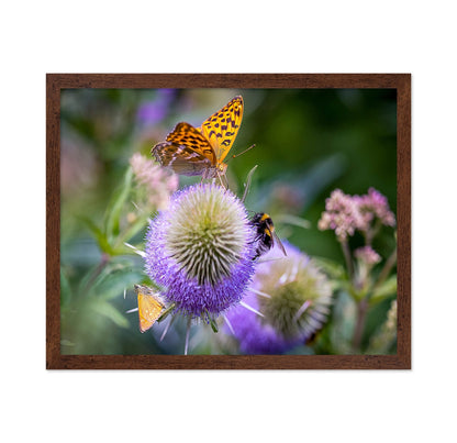 Butterfly Bee Bloom