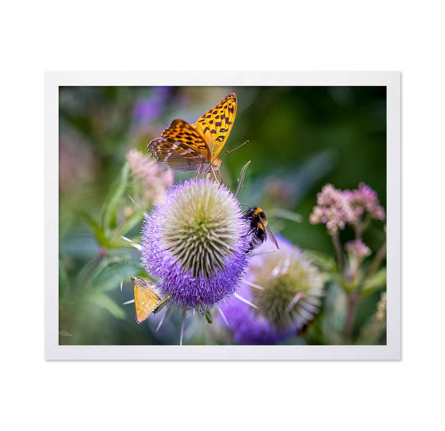 Butterfly Bee Bloom