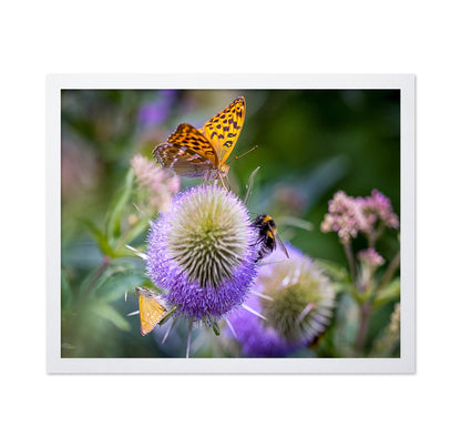 Butterfly Bee Bloom