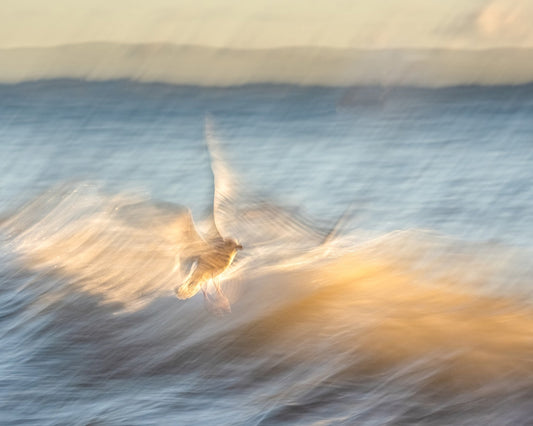 Golden Wave Flight