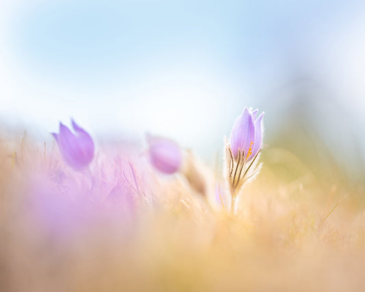 Soft Purple Bloom