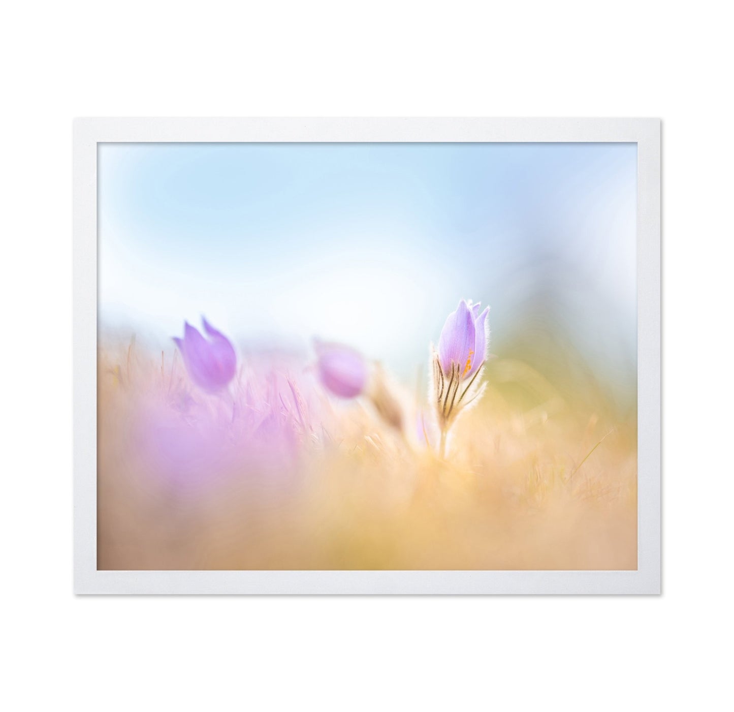 Soft Purple Bloom