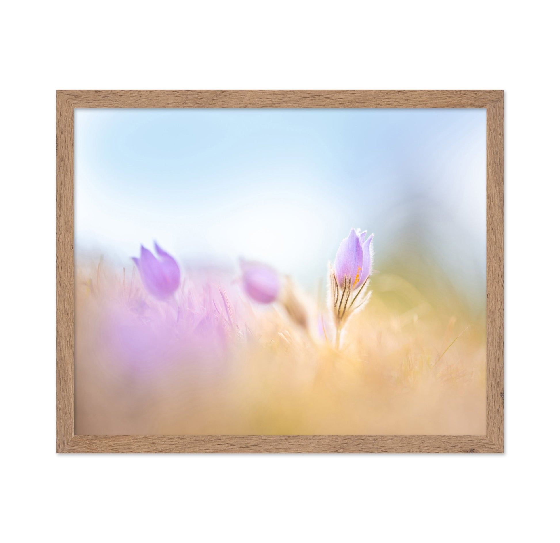 Soft Purple Bloom