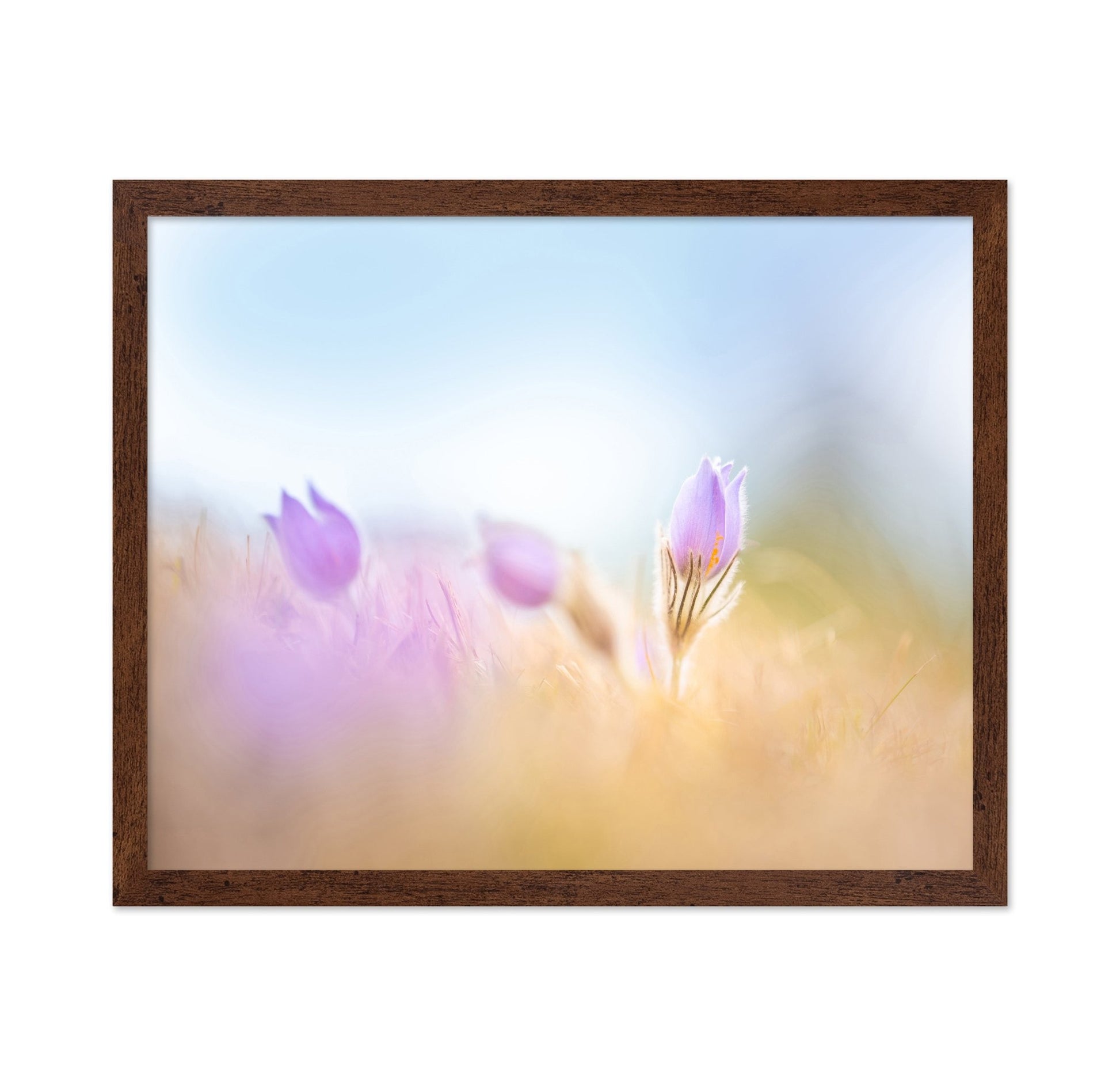 Soft Purple Bloom