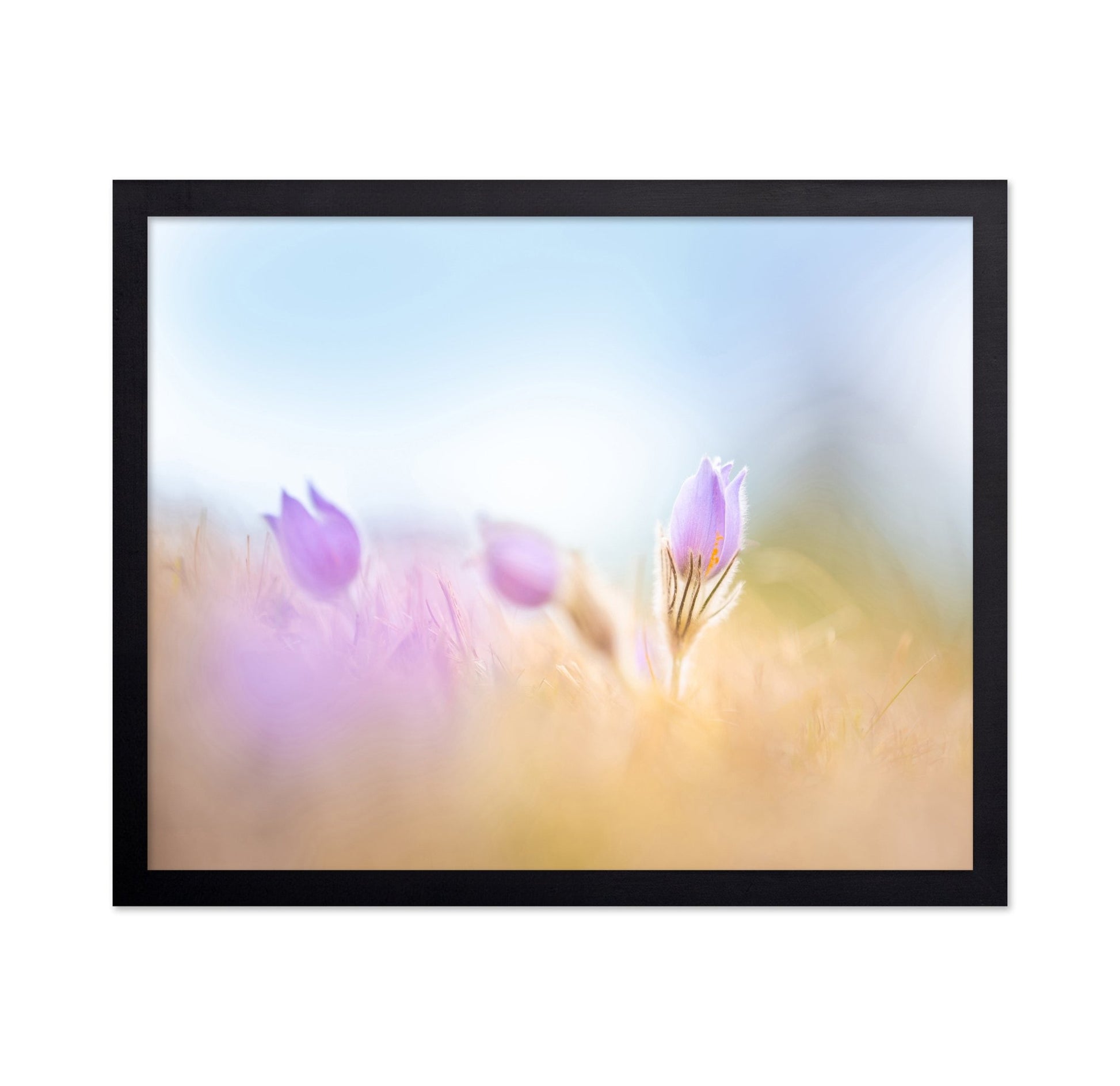 Soft Purple Bloom